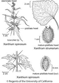 Xanthium spinosum