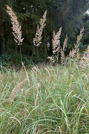 Calamagrostis epigejos - Wikipedia