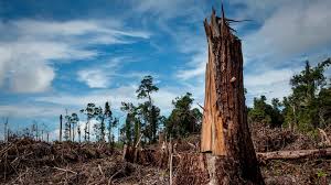 deforestation rules The Potential Catastrophic Impact of EU Deforestation Rules on Global Trade, Warns ITC Chief