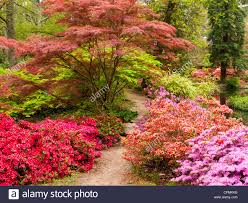 Image result for Rhododendrons in the New Forest UK