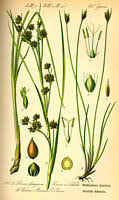 LON-CAPA Image of Schoenus ferrugineus from Thomé, Flora von ...