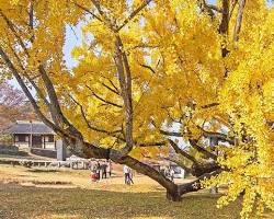 대구 달성군 도동서원 은행나무 전경, AI로 생성