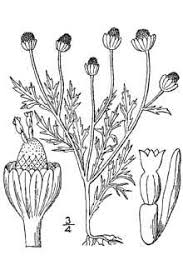 Plants Profile for Matricaria discoidea (disc mayweed)