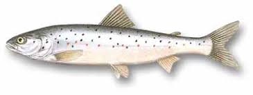 Image result for salmon parr