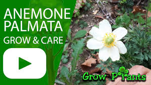 Anemone palmata - grow & care (Yellow anemone) - YouTube