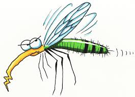 Image result for mosquito