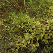 Stellaria alsine (bog stitchwort): Go Botany