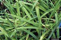 tawny daylily: Hemerocallis fulva (Liliales: Liliaceae): Invasive Plant ...