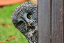 Image result for OWL