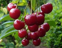 cherry fruit tree ile ilgili görsel sonucu