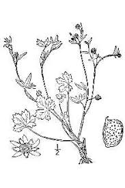 Plants Profile for Ranunculus parviflorus (smallflower buttercup)