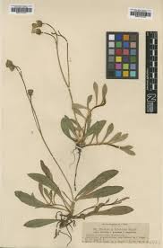 Hieracium sphaerocephalum subsp. furcatum (Hoppe) Zahn ...