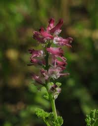 Fumaria densiflora (Dense-flowered Fumitory) : MaltaWildPlants ...