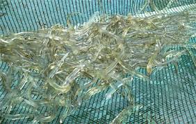 Image result for lots of whitebait in bucket