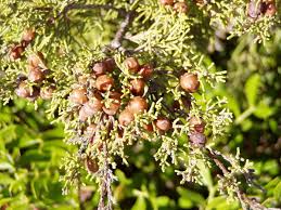 Juniperus phoenicea - Wikipedia