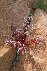 Sedum caeruleum, flora di Sardegna