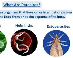 Image of Protozoa (singlecelled organisms) livestock parasite