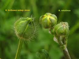 Ranunculus velutinus Ten. vs Ranunculus bulbosus subsp. aleae ...