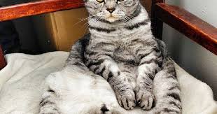 Image result for cats sitting in recliner watching tv