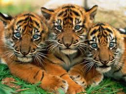 Image result for tigers