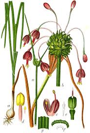Allium carinatum - Wikipedia