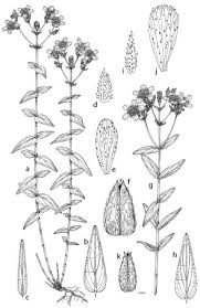 Hypericum rochelii, Hypericum spruneri | Hypericum online