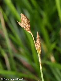 Carex brevicollis – ostřice krátkošijná • Pladias: Database of the ...
