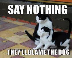 Silly Cat Memes | So Pets via Relatably.com