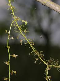 Utricularia minor - Wikipedia