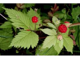 Rubus pubescens (Dwarf red blackberry) | Native Plants of North ...