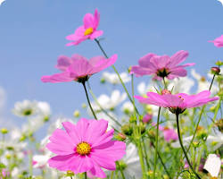 Image of Cosmos flower