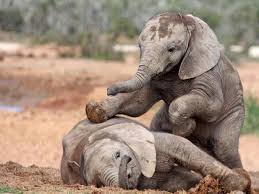 Image result for cute images of elephants