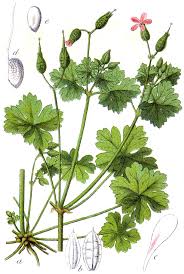 Geranium lucidum - Wikipedia