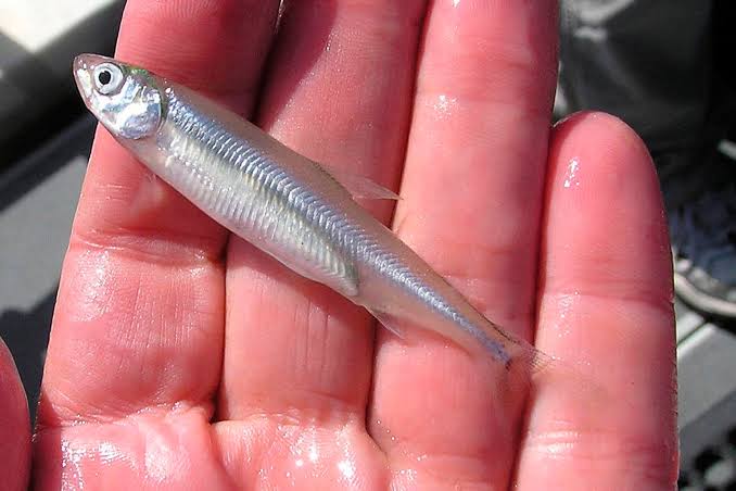 Delta Smelt, Icon of California Water Wars, Is Almost Extinct