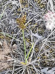 Carex liparocarpos Gaudin (World flora) - Pl@ntNet identify