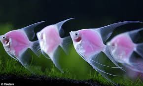 Image result for pictures of angel fish