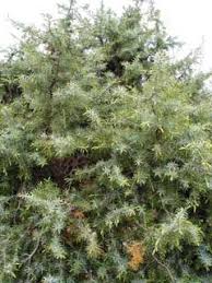 Juniperus oxycedrus Prickly Juniper, Cade juniper PFAF Plant ...