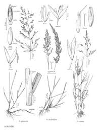 Agrostis gigantea - FNA
