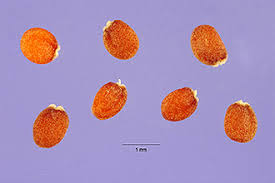 Plants Profile for Teesdalia nudicaulis (barestem teesdalia)