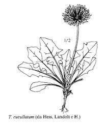 Sp. Taraxacum cucullatum - florae.it