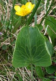 Ranunculus thora L. - Wikispecies