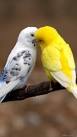 pictures of 2 parrots kissing images download