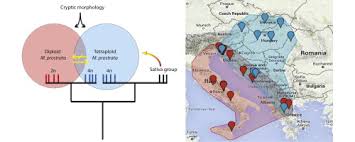 A cryptic species produced by autopolyploidy and subsequent ...