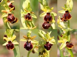 Scheda IPFI, Acta Plantarum Ophrys_sphegodes_sphegodes