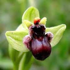Ophrys bombyliflora PFAF Plant Database
