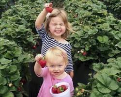 Gambar Pick your own blueberries at the Carlsbad Strawberry Company