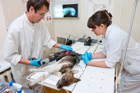 Image result for pictures of veterinarians at work in ICU