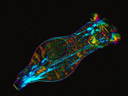 Bdelloid rotifers (microscopic freshwater invertebrates) | 2012 ...