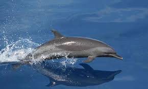 Dolphins | Defenders of Wildlife
