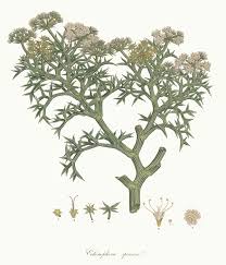 File:Echinophora spinosa - Flora Graeca - vol. 3 - t. 265.jpg ...